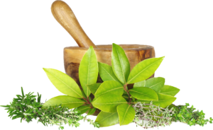 Phytologie : les plantes