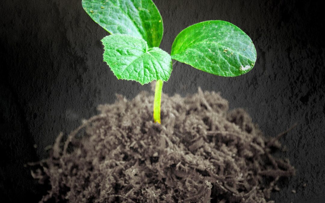 Le terrain en naturopathie :  définition et enjeux biologiques