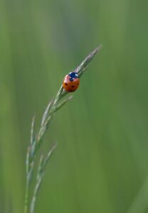Coccinelle rouge en équilibre sur une tige végétale, illustration de la vitalité et de l’équilibre naturel.