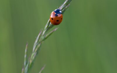 Nourris ce qui te nourrit : vitalité, discernement et équilibre naturel